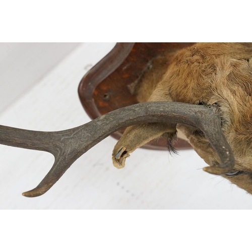 412 - Taxidermy - stag's head mounted to shield shaped oak panel, shield  38.5cm high, antler's 69cm wide