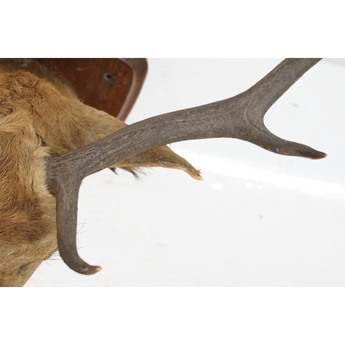 412 - Taxidermy - stag's head mounted to shield shaped oak panel, shield  38.5cm high, antler's 69cm wide