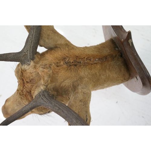 412 - Taxidermy - stag's head mounted to shield shaped oak panel, shield  38.5cm high, antler's 69cm wide