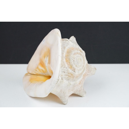 105 - Large tropical conch shell, approx 27cm long