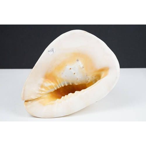 105 - Large tropical conch shell, approx 27cm long