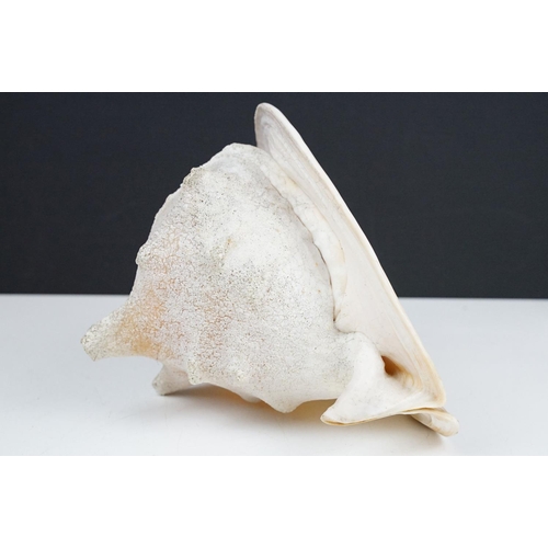 105 - Large tropical conch shell, approx 27cm long