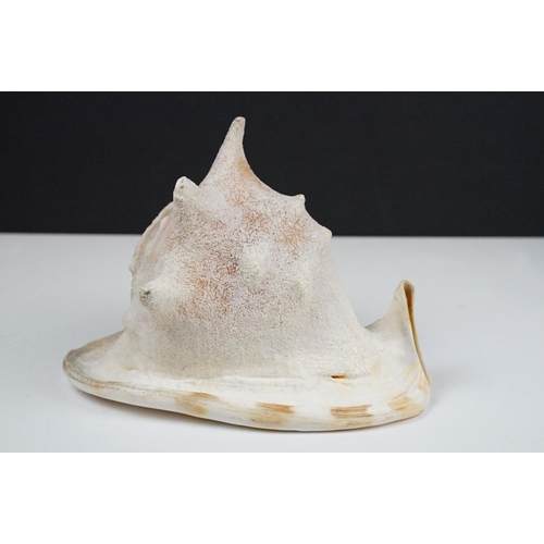 105 - Large tropical conch shell, approx 27cm long