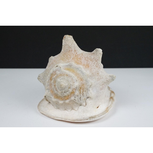 105 - Large tropical conch shell, approx 27cm long