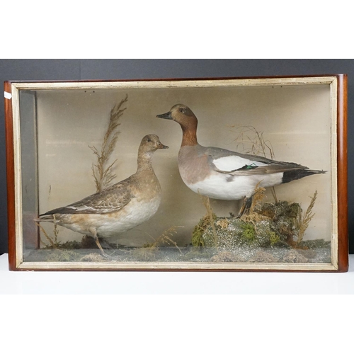 122 - Taxidermy - Two Eider Ducks standing in a naturalistic setting, housed within a glazed case. Measure... 