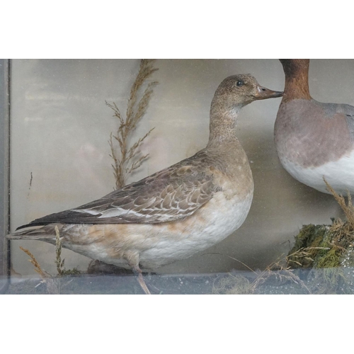 122 - Taxidermy - Two Eider Ducks standing in a naturalistic setting, housed within a glazed case. Measure... 