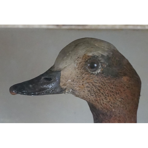 122 - Taxidermy - Two Eider Ducks standing in a naturalistic setting, housed within a glazed case. Measure... 