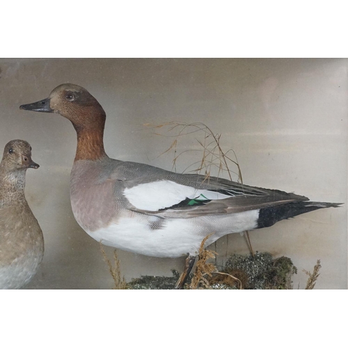 122 - Taxidermy - Two Eider Ducks standing in a naturalistic setting, housed within a glazed case. Measure... 