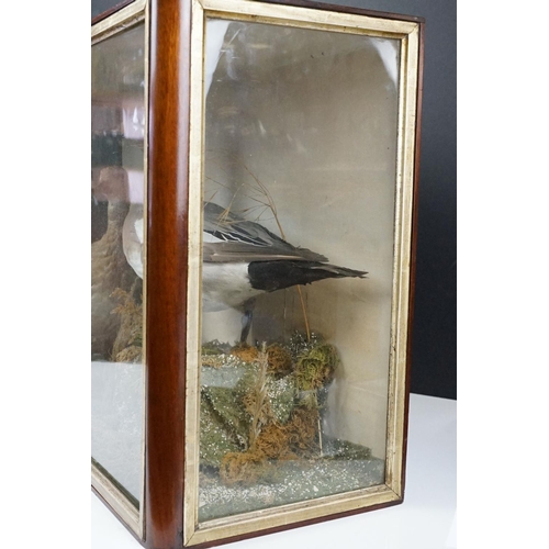 122 - Taxidermy - Two Eider Ducks standing in a naturalistic setting, housed within a glazed case. Measure... 