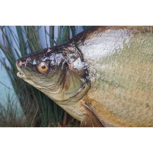 173 - Taxidermy - An early 20th century taxidermy Bream, preserved by W. F. Homer (preserver label to case... 