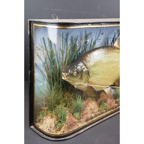 173 - Taxidermy - An early 20th century taxidermy Bream, preserved by W. F. Homer (preserver label to case... 