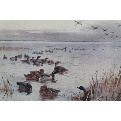 582 - Archibald Thorburn (1860 - 1935), ducks in the water, colour print, signed in pencil lower left, 19.... 