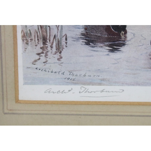 582 - Archibald Thorburn (1860 - 1935), ducks in the water, colour print, signed in pencil lower left, 19.... 