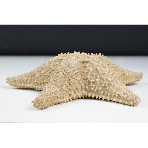 109 - Taxidermy - A taxidermy starfish, measures approx 24cm wide