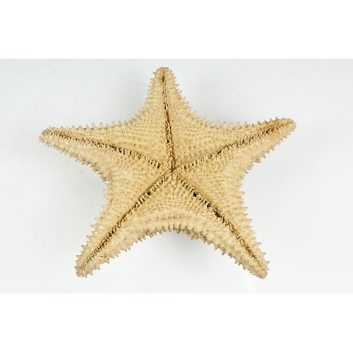 109 - Taxidermy - A taxidermy starfish, measures approx 24cm wide