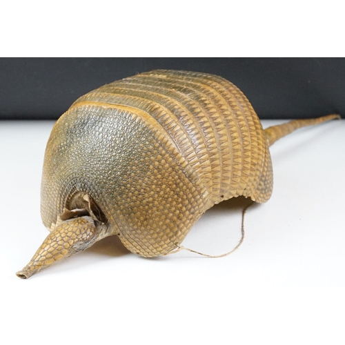 111 - Taxidermy - A taxidermy armadillo shell, approx 68cm long