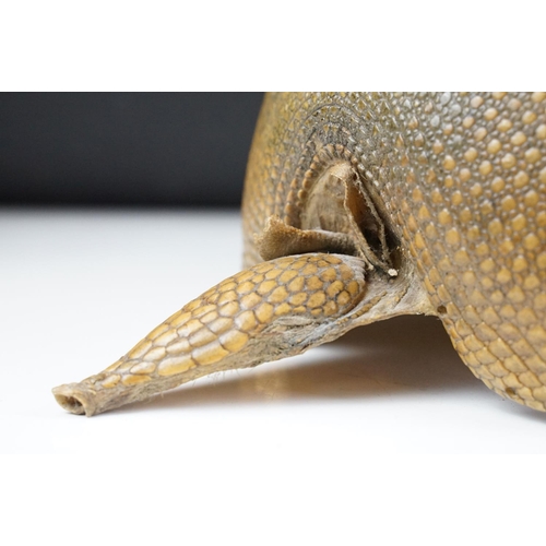 111 - Taxidermy - A taxidermy armadillo shell, approx 68cm long