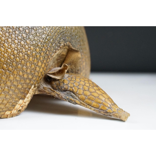 111 - Taxidermy - A taxidermy armadillo shell, approx 68cm long