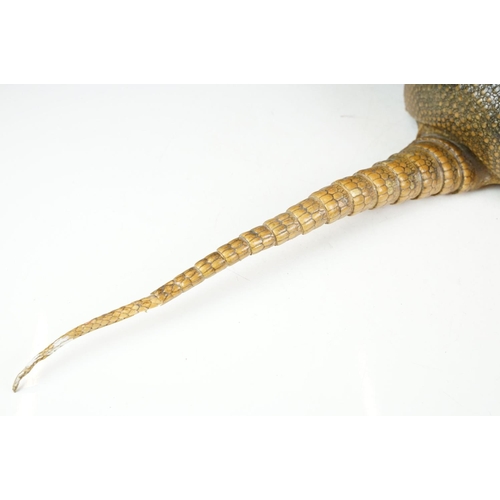 111 - Taxidermy - A taxidermy armadillo shell, approx 68cm long