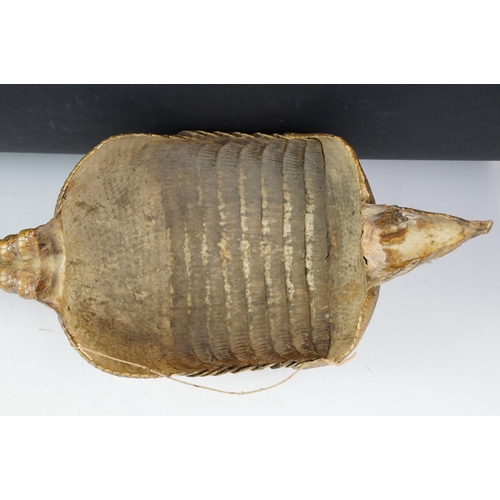 111 - Taxidermy - A taxidermy armadillo shell, approx 68cm long