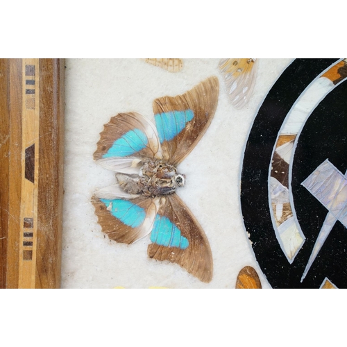 119 - Early 20th century inlaid wooden tray with butterfly specimens and masonic butterfly wing emblem to ... 