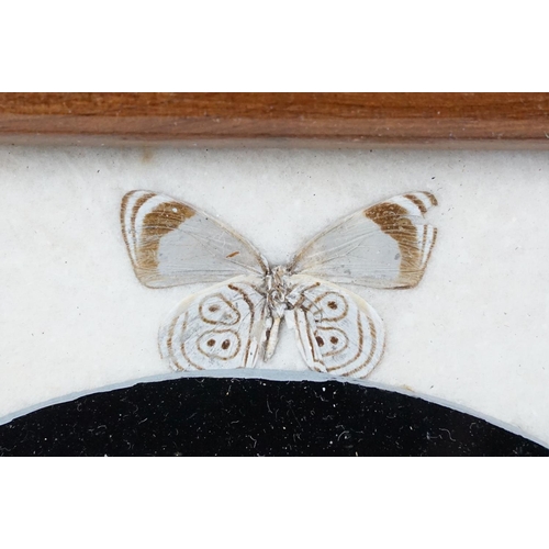 119 - Early 20th century inlaid wooden tray with butterfly specimens and masonic butterfly wing emblem to ... 