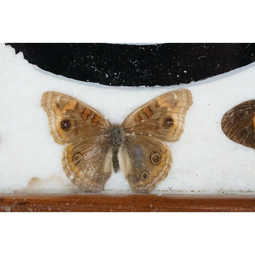 119 - Early 20th century inlaid wooden tray with butterfly specimens and masonic butterfly wing emblem to ... 