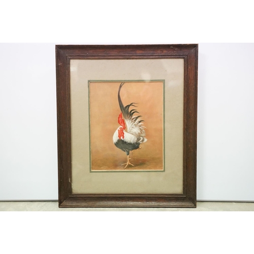 87 - Framed oil on board study of a cockerel, 24cm x 19.5cm