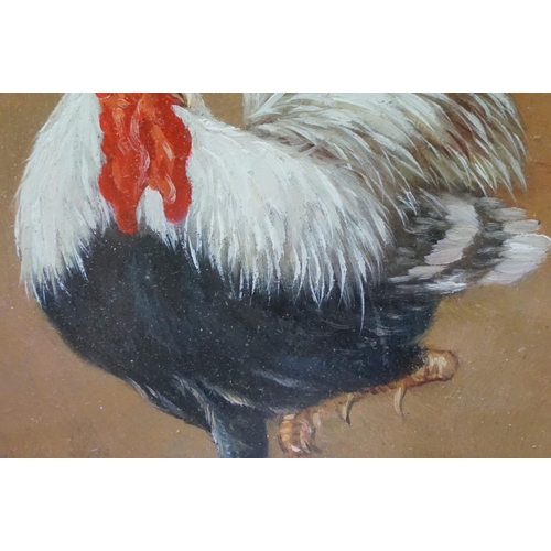 87 - Framed oil on board study of a cockerel, 24cm x 19.5cm