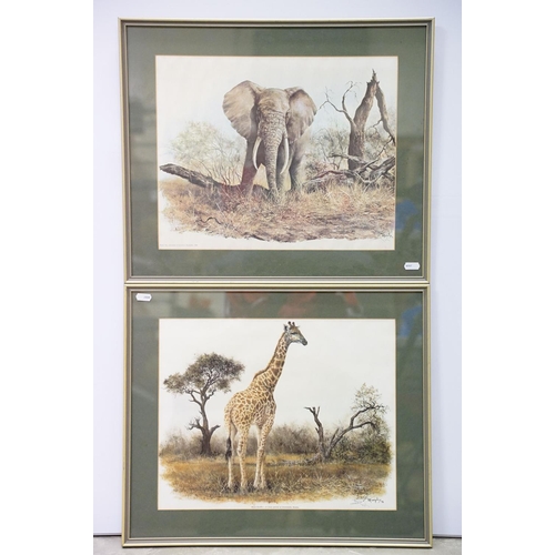 139 - Denis Murphy (South African, 1935 - 2012), Masai Giraffe, colour print, signed lower right together ... 