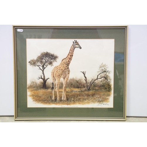 139 - Denis Murphy (South African, 1935 - 2012), Masai Giraffe, colour print, signed lower right together ... 