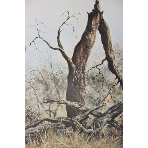 139 - Denis Murphy (South African, 1935 - 2012), Masai Giraffe, colour print, signed lower right together ... 