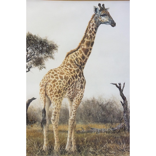 139 - Denis Murphy (South African, 1935 - 2012), Masai Giraffe, colour print, signed lower right together ... 