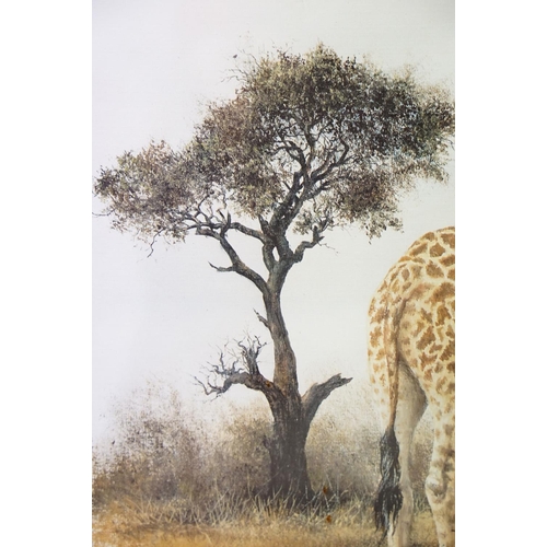 139 - Denis Murphy (South African, 1935 - 2012), Masai Giraffe, colour print, signed lower right together ... 