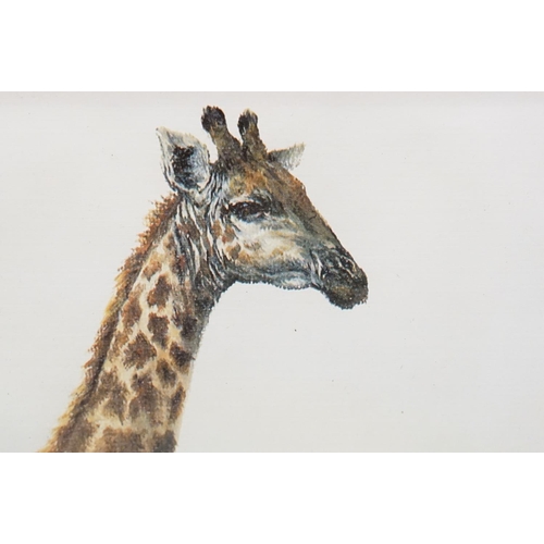 139 - Denis Murphy (South African, 1935 - 2012), Masai Giraffe, colour print, signed lower right together ... 