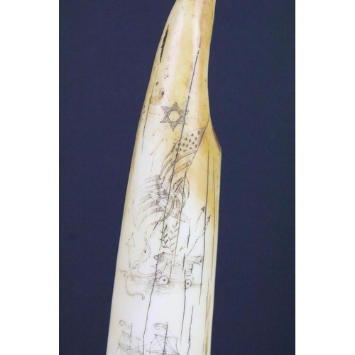 116 - Reproduction 19th century style Walrus Tusk Scrimshaw inscribed ‘ The Samantha ‘, 29.5cm long