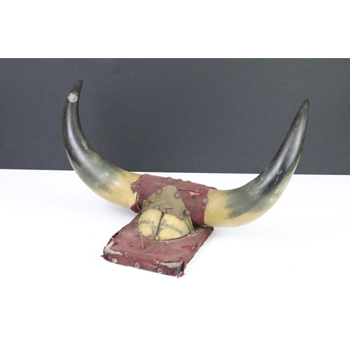 129 - Taxidermy - A wall mounted bull horn presentation inscribed 