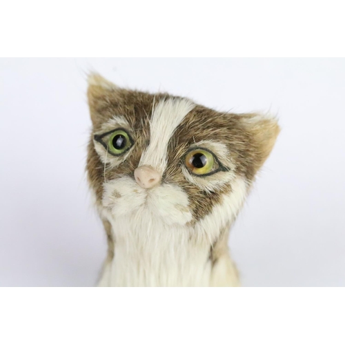 197 - Early 20th century small tabby fur covered model of a cat's head with glass eyes, 8cm high