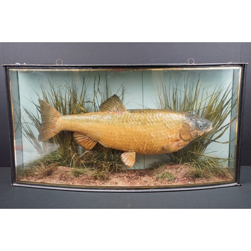 151 - Taxidermy - fish, label 'Preserved by J.Cooper & Sons, 28 Radnor Street, St. Luke's, London, E.C.', ... 