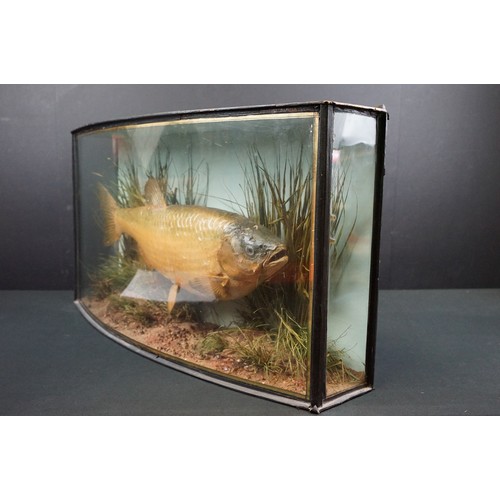 151 - Taxidermy - fish, label 'Preserved by J.Cooper & Sons, 28 Radnor Street, St. Luke's, London, E.C.', ... 