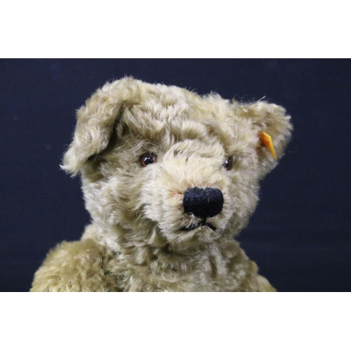 427 - Boxed Steiff 1920 Classic Teddy Bear 000737, with yellow tag and button to ear and in brown box, bea... 