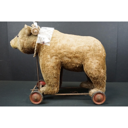 443 - Early-mid 20th C pull along bear, unmarked but in the Steiff style, with hump to shoulders, straw fi... 