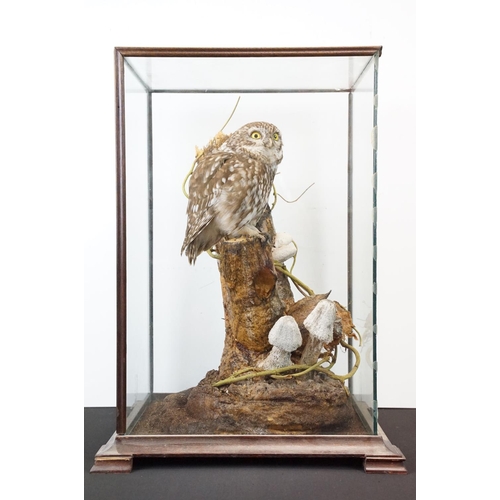 2 - Taxidermy - Little Owl mounted on a tree branch in a natural setting, contained in a cabinet glazed ... 