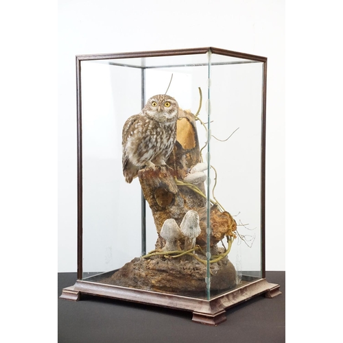 2 - Taxidermy - Little Owl mounted on a tree branch in a natural setting, contained in a cabinet glazed ... 