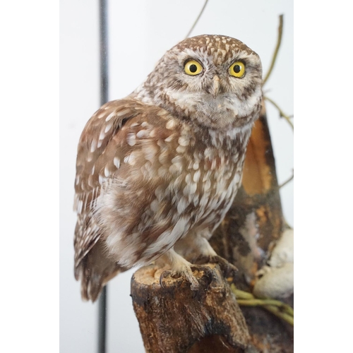 2 - Taxidermy - Little Owl mounted on a tree branch in a natural setting, contained in a cabinet glazed ... 