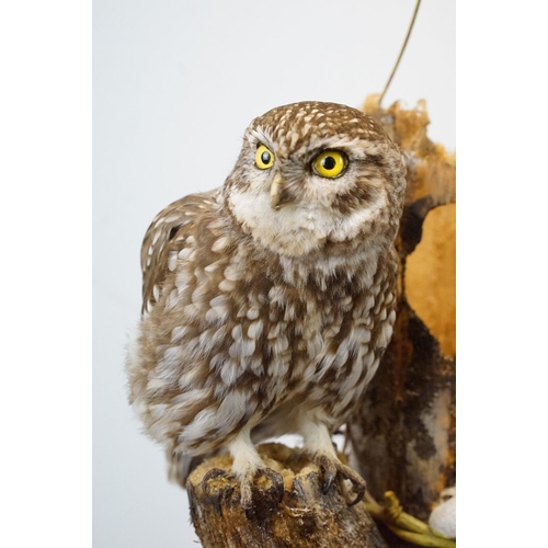 2 - Taxidermy - Little Owl mounted on a tree branch in a natural setting, contained in a cabinet glazed ... 