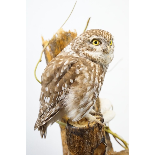 2 - Taxidermy - Little Owl mounted on a tree branch in a natural setting, contained in a cabinet glazed ... 