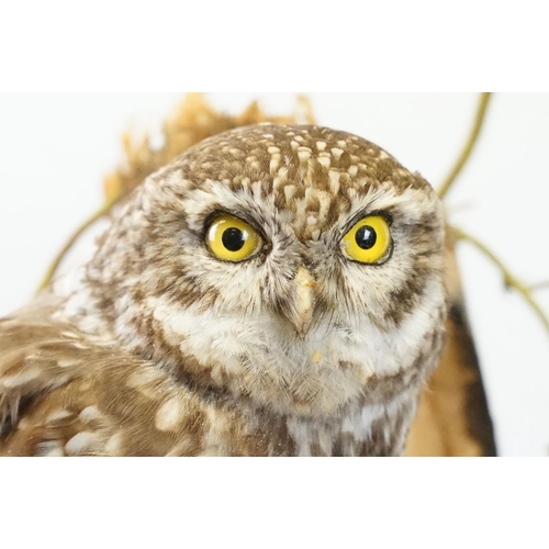 2 - Taxidermy - Little Owl mounted on a tree branch in a natural setting, contained in a cabinet glazed ... 