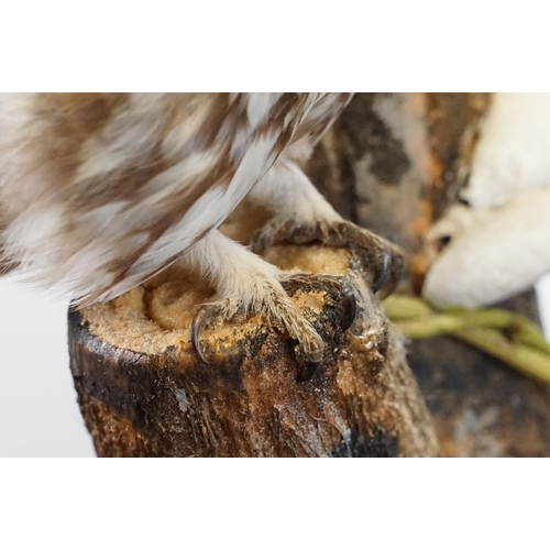 2 - Taxidermy - Little Owl mounted on a tree branch in a natural setting, contained in a cabinet glazed ... 