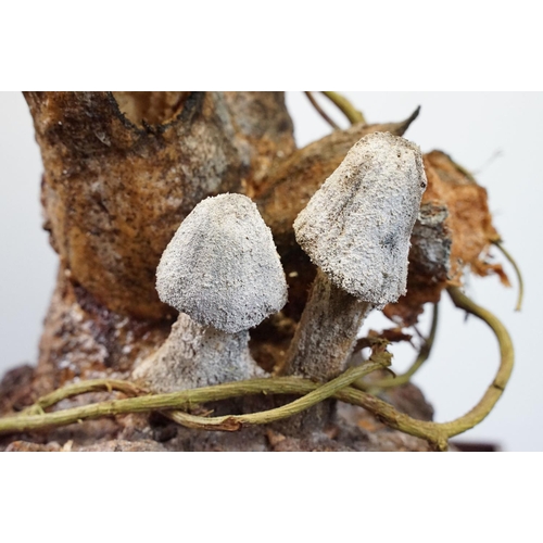 2 - Taxidermy - Little Owl mounted on a tree branch in a natural setting, contained in a cabinet glazed ... 